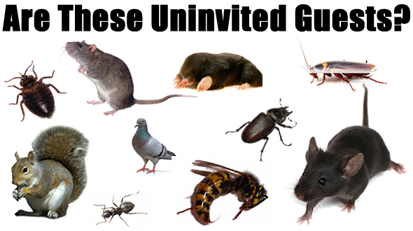 a variety of unwanted pests and bugs commonly found in homes