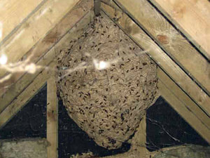 A gigantic bees nest inside an attic space.