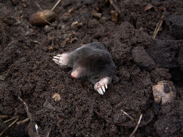 A mole coming out of the ground